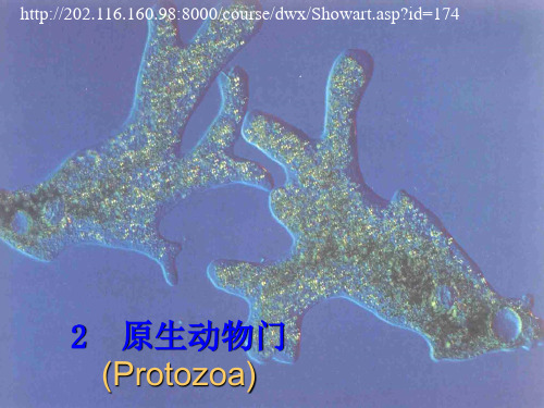 2原生动物门