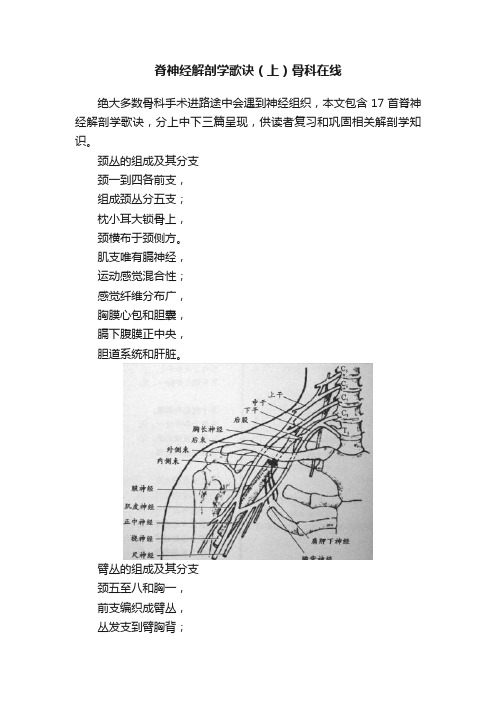 脊神经解剖学歌诀（上）骨科在线