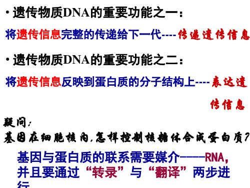 高中生物必修二《 遗传信息的表达——RNA和蛋白