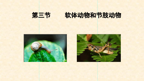 人教版八年级生物上册第五单元第一章教学课件513软体动物节肢动物共23张