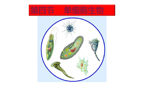 初中七年级上册生物《单细胞生物》课件