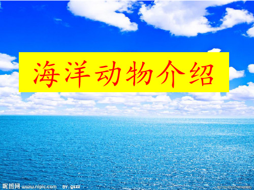 海洋动物介绍 ppt课件