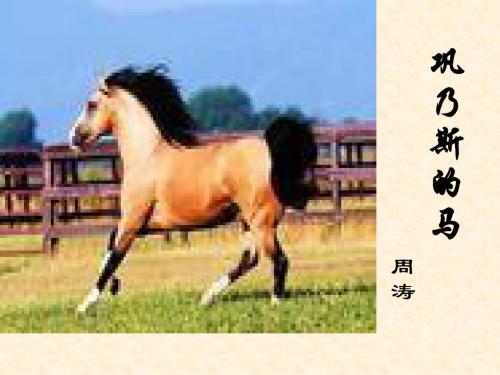 巩乃斯的马ppt31 粤教版