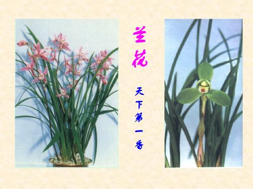 兰花