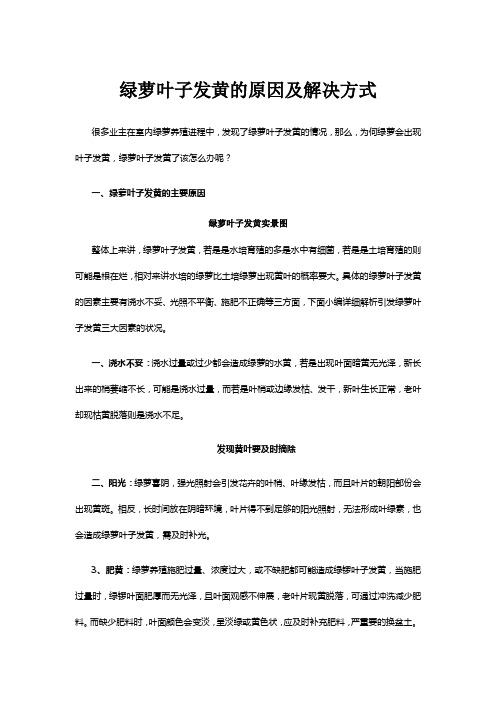 绿萝叶子发黄的原因及解决方式