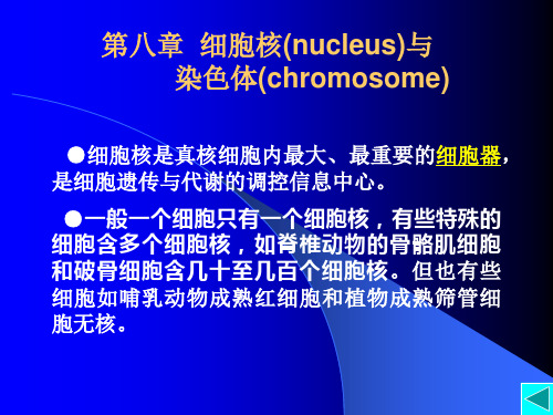 细胞核 染色体 华中农业大学细胞生物学课件