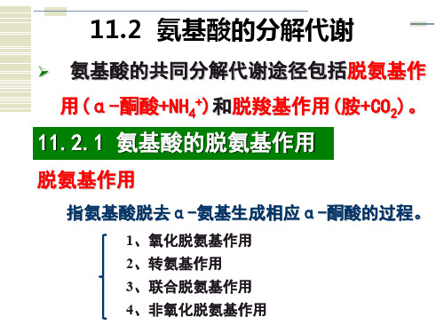 1128 氨基酸代谢2