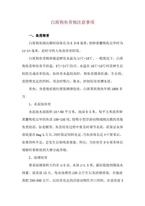 白斑狗鱼养殖注意事项