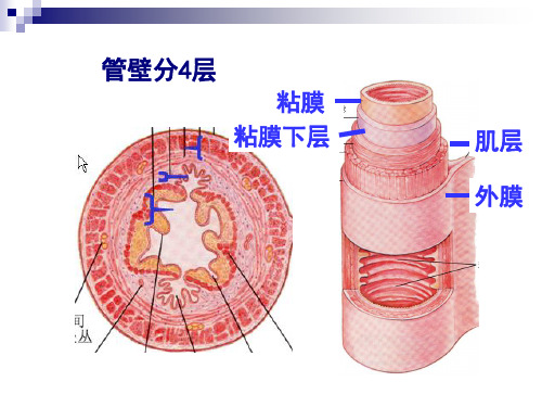 组织学___消化管一