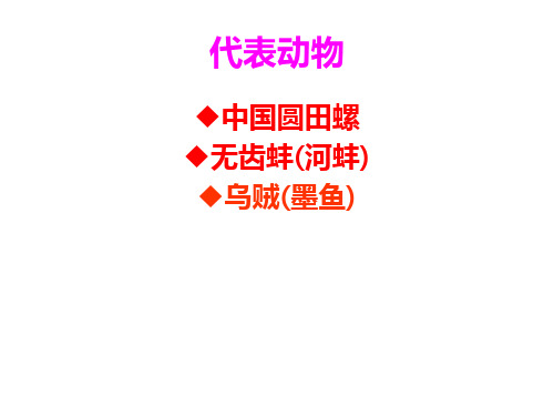动物学 9-2代表动物
