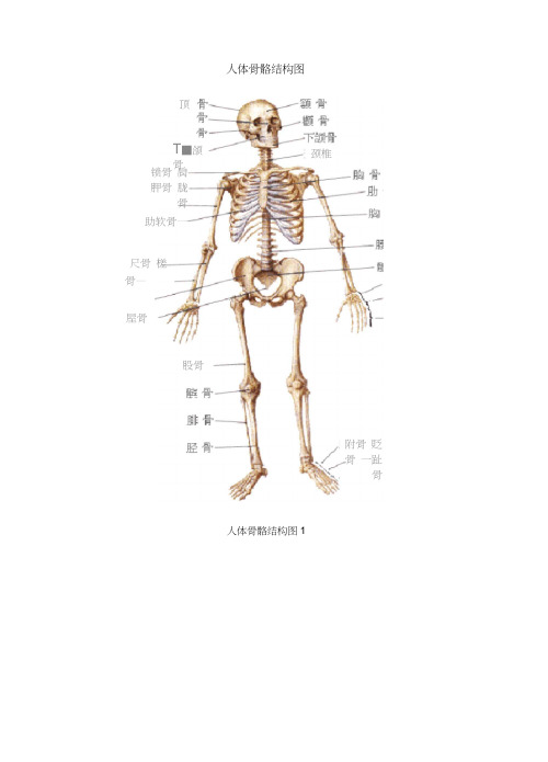 人体骨骼结构图