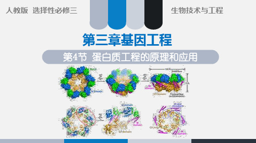 【课件】蛋白质工程的原理和应用课件高二下学期生物人教版选择性必修3