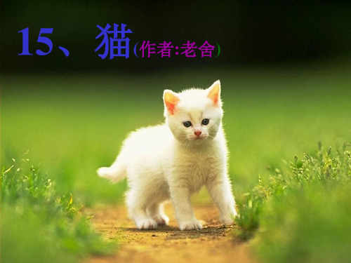 五年级上册语文课件-《猫》｜北京版 (共22张PPT)