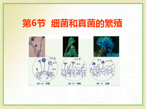 《细菌和真菌的繁殖》PPT课件-完美版