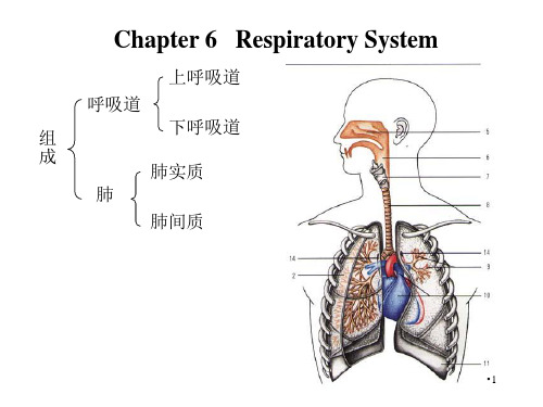 呼吸系统解剖