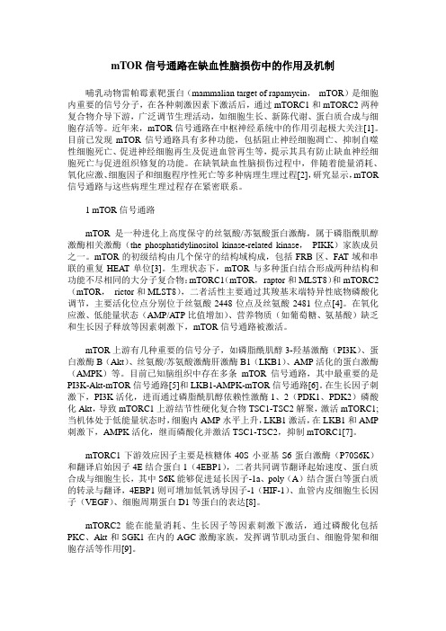 mTOR信号通路在缺血性脑损伤中的作用及机制