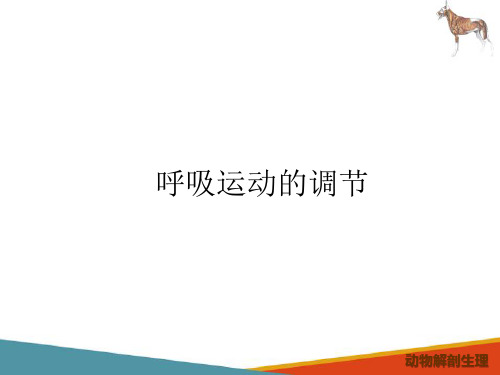 动物呼吸系统—呼吸系统生理(动物解剖生理课件)