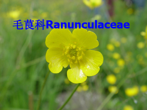 毛茛科Ranunculaceae