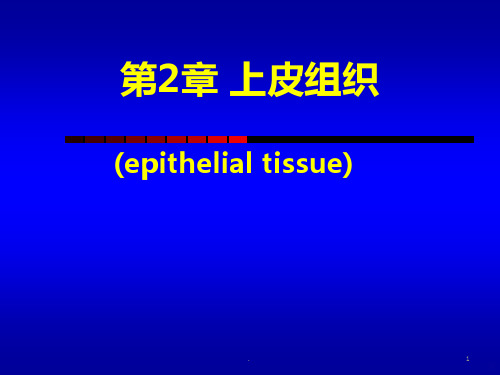 组织学与胚胎学上皮组织