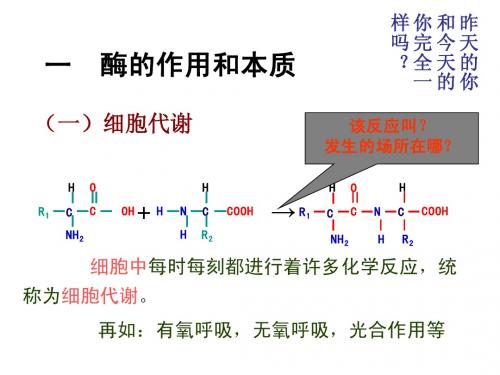 酶的作用和本质