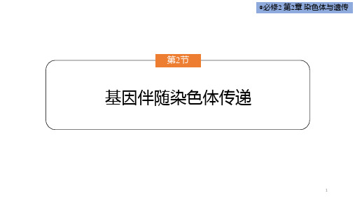 2-2-2基因伴随染色体传递(课件)高一下学期生物浙科版必修2