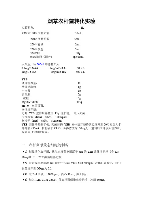 烟草农杆菌转化实验步骤1