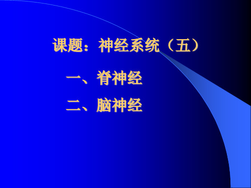 课题：神经系统(五) 一、脊神经的组成及分支 二、脑神经