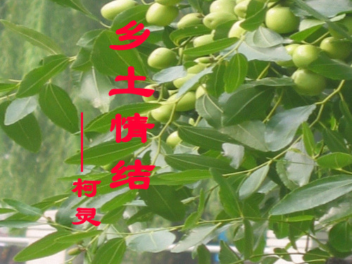 乡土情结ppt课件十一