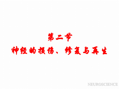 6 发育神经生物学基础(2-2、3神经损伤与神经营养物质)