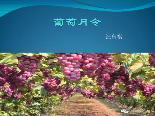 葡萄月令.docx