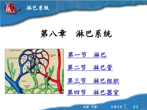 畜禽解剖学-8淋巴系统ppt课件