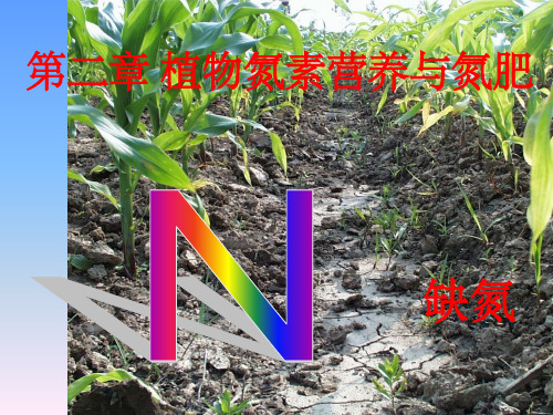 《植物氮营养》PPT课件