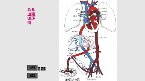 胎儿血流动态图PPT课件