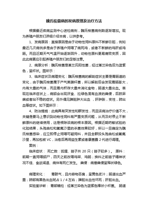 魏氏梭菌病的发病原理及治疗方法