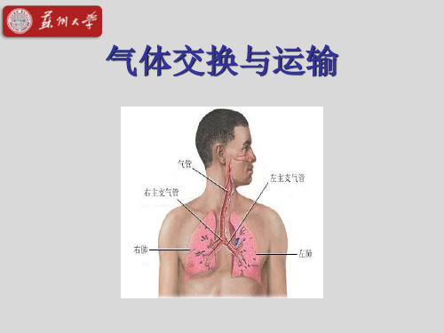 运动生理学第4章 呼吸机能 气体交换与运输