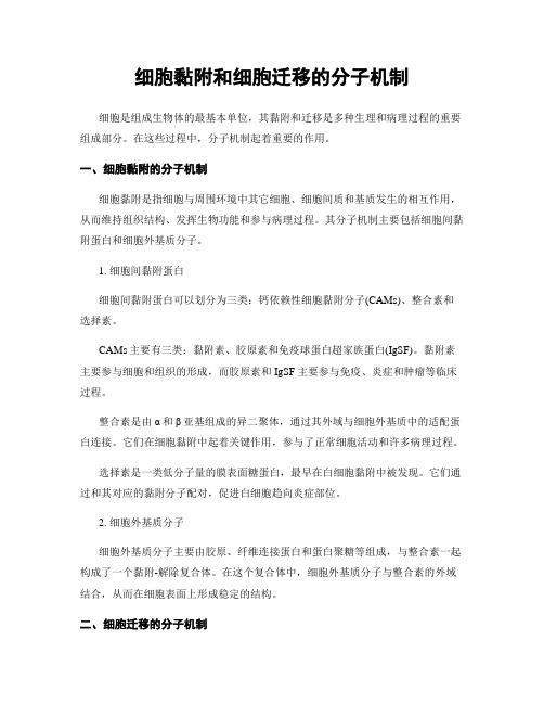 细胞黏附和细胞迁移的分子机制