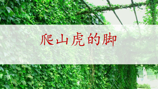 《爬山虎的脚》ppt课件