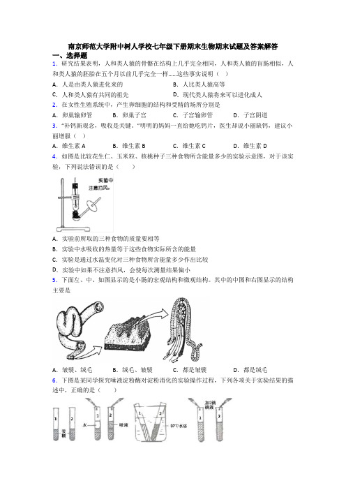 南京师范大学附中树人学校七年级下册期末生物期末试题及答案解答