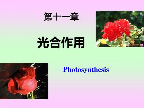 第十一章光合作用-文档资料