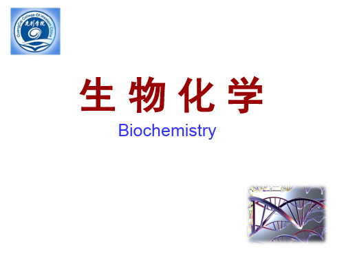 高职、专科专用医学生物化学课件-核苷酸代谢