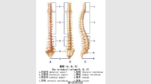 腰椎骨折病人的护PPT课件