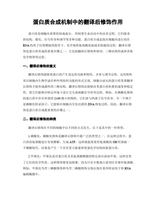 蛋白质合成机制中的翻译后修饰作用