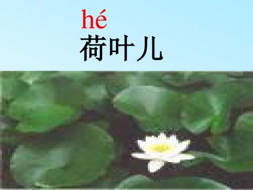 一年级语文荷叶圆圆2