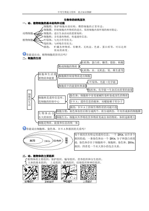 中考生物重点知识图解-生物体的结构层次