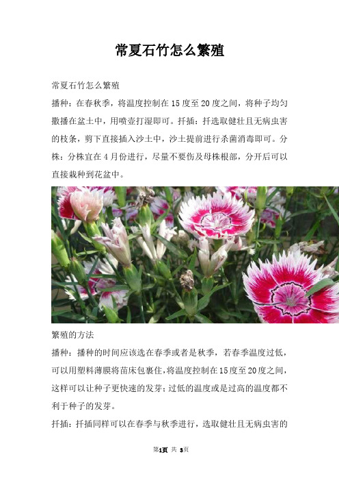 常夏石竹怎么繁殖