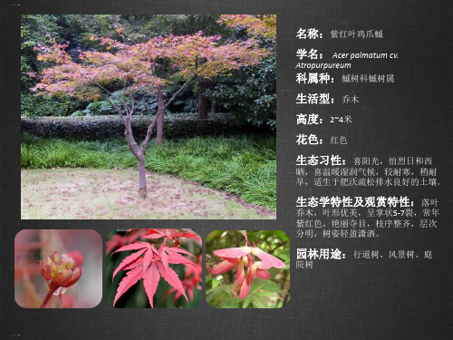 常见园林绿化灌木树种收集(PPT41页)