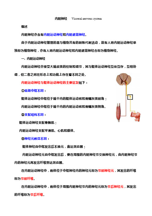 内脏神经-11 (1)