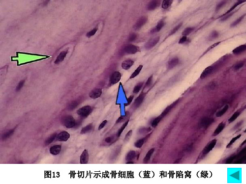 组织胚胎学实验考试图谱