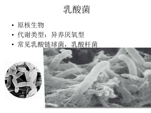 生物---泡菜的制作过程ppt