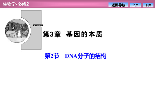 《DNA的结构》基因的本质PPT课件